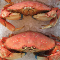 Fine Kettle crab on ice