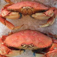 Fine Kettle crab on ice